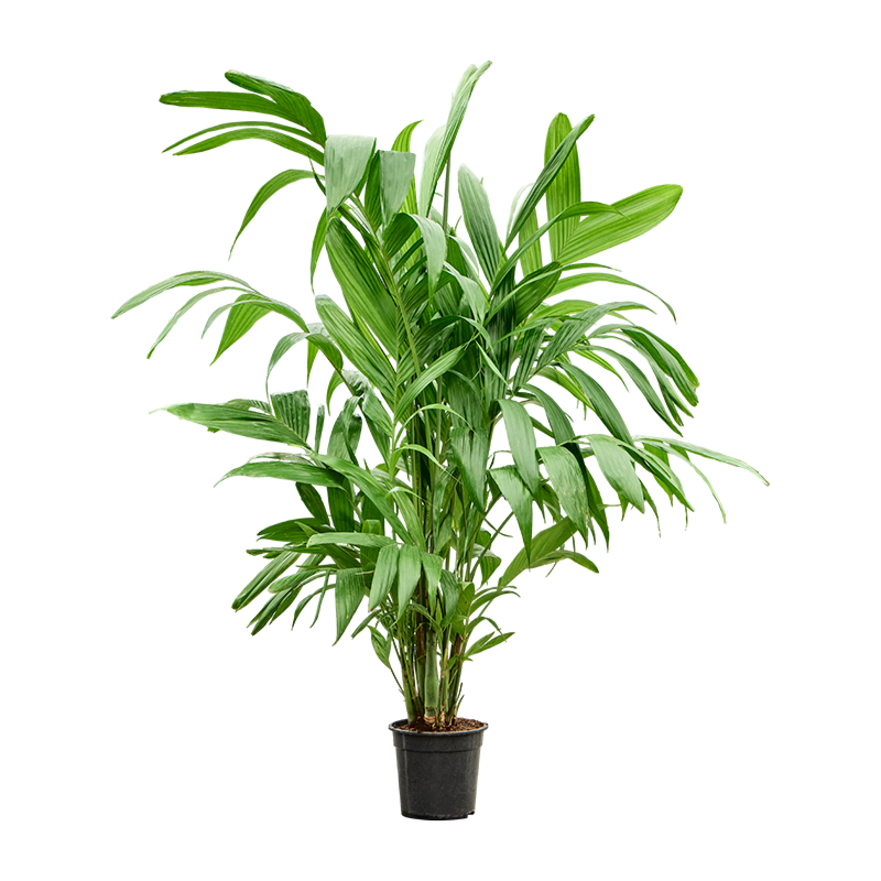 Areca triandra kantoorpalm