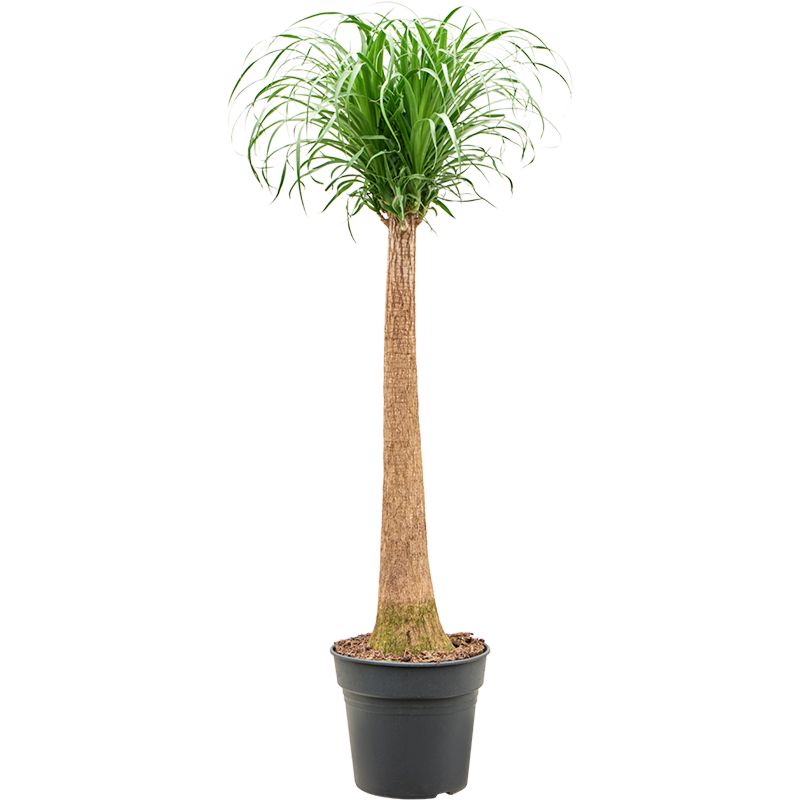 Beaucarnea recurvata