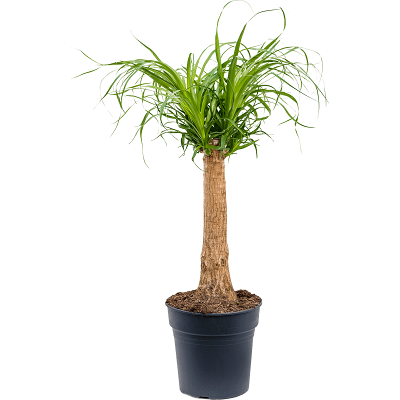 Beaucarnea recurvata kantoorplant