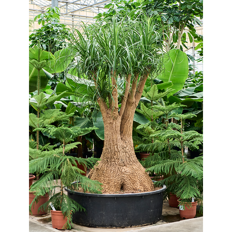 Beaucarnea recurvata eyecatcher voor kantoor