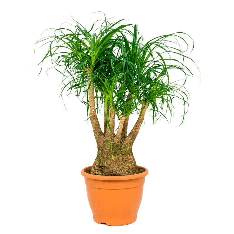 beaucarnea voor op kantoor