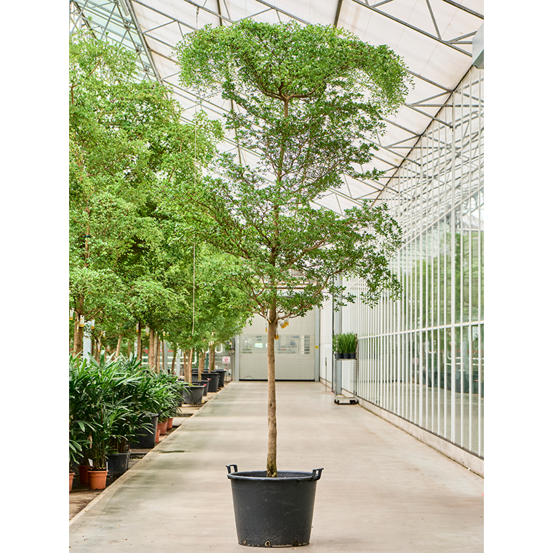 Grote kantoorplant Bucida buceras