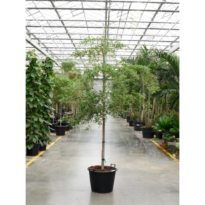 Bucida buceras, grote kantoorplant