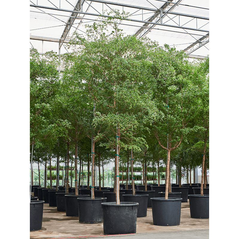 Bucida buceras, grote boom voor kantoor