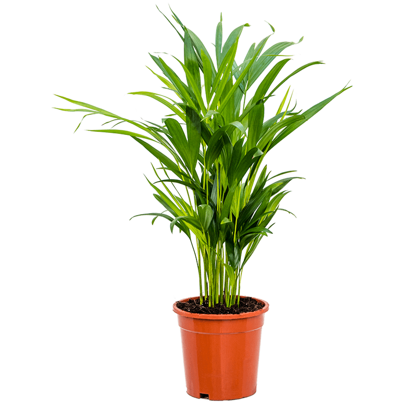 Areca kantoorpalm