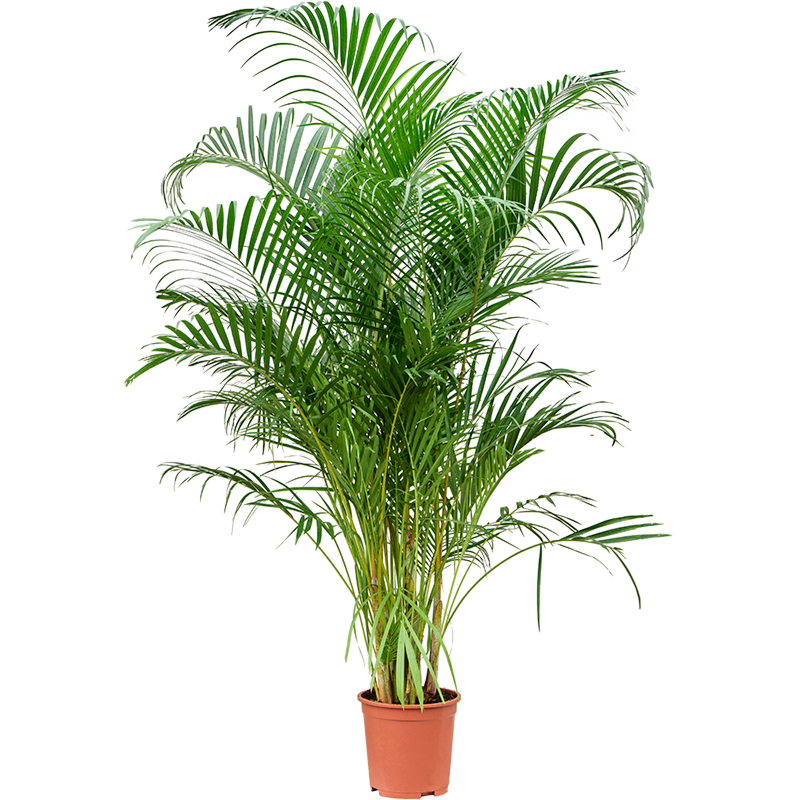 Grote areca palm