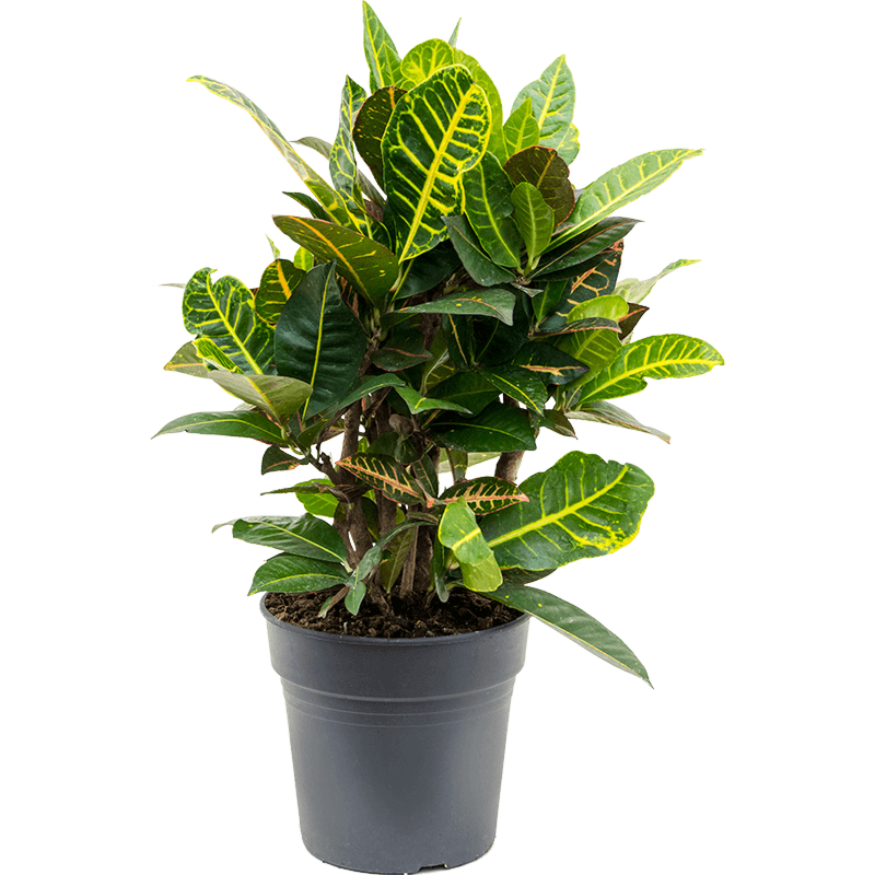 Croton petra