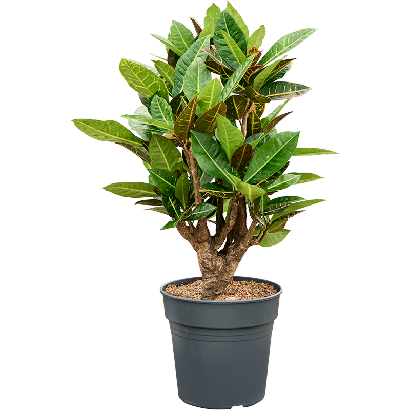 Croton petra