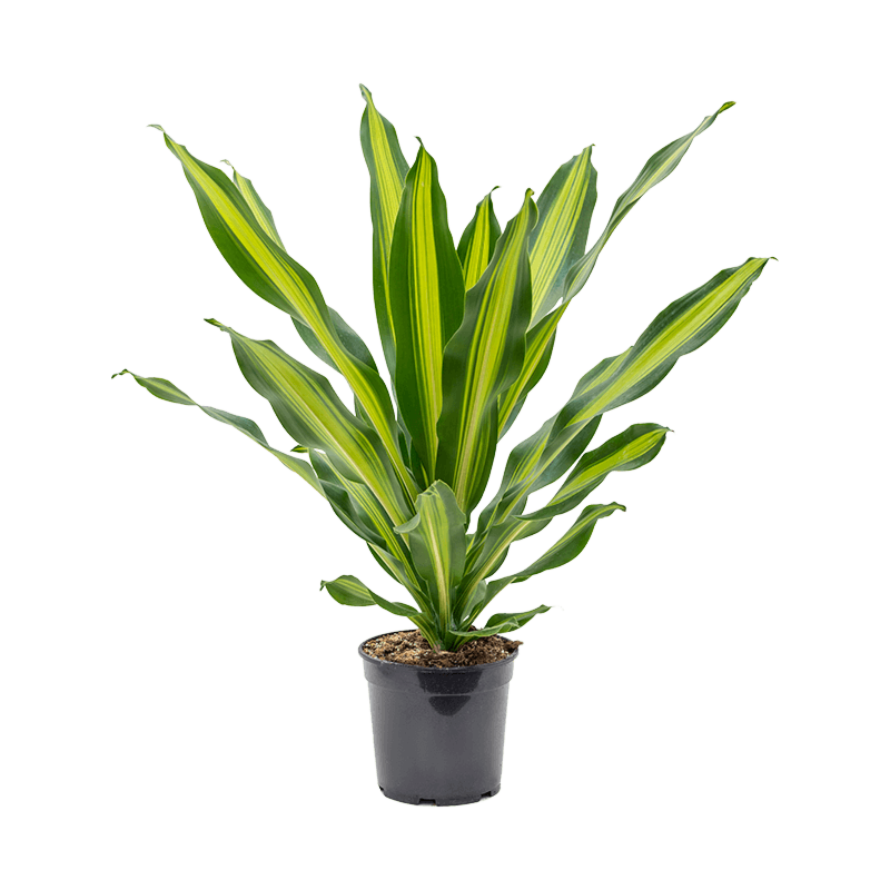 Dracaena fragrans 'Burley'