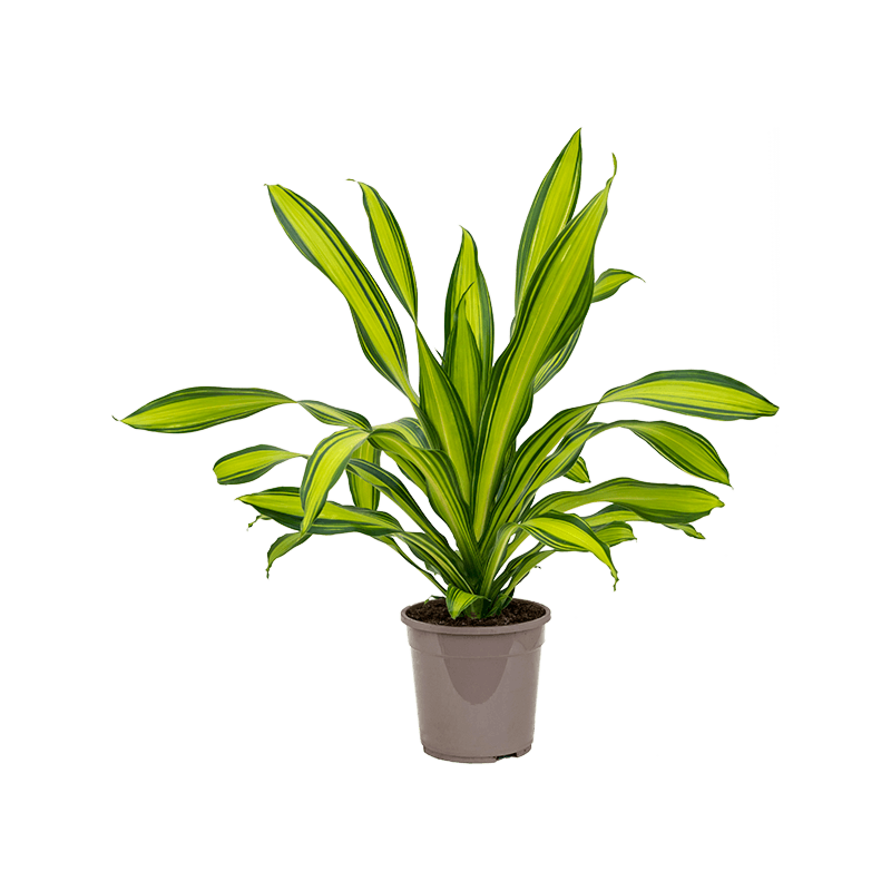 Dracaena fragrans charley sterke plant voor werkruimte