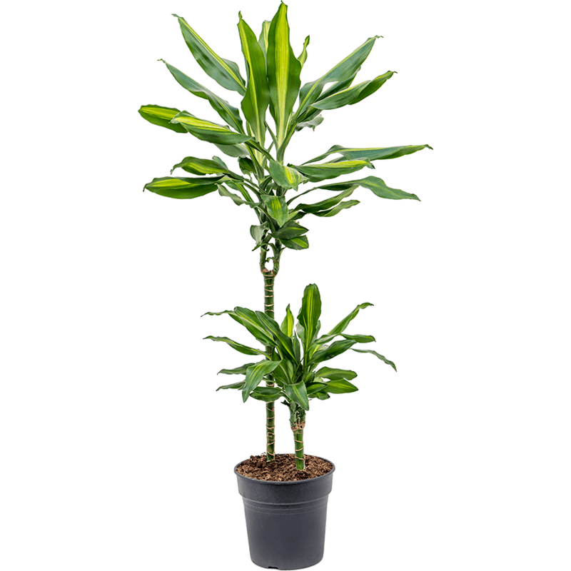 Dracaena fragrans cintho, sterke kantoorplant