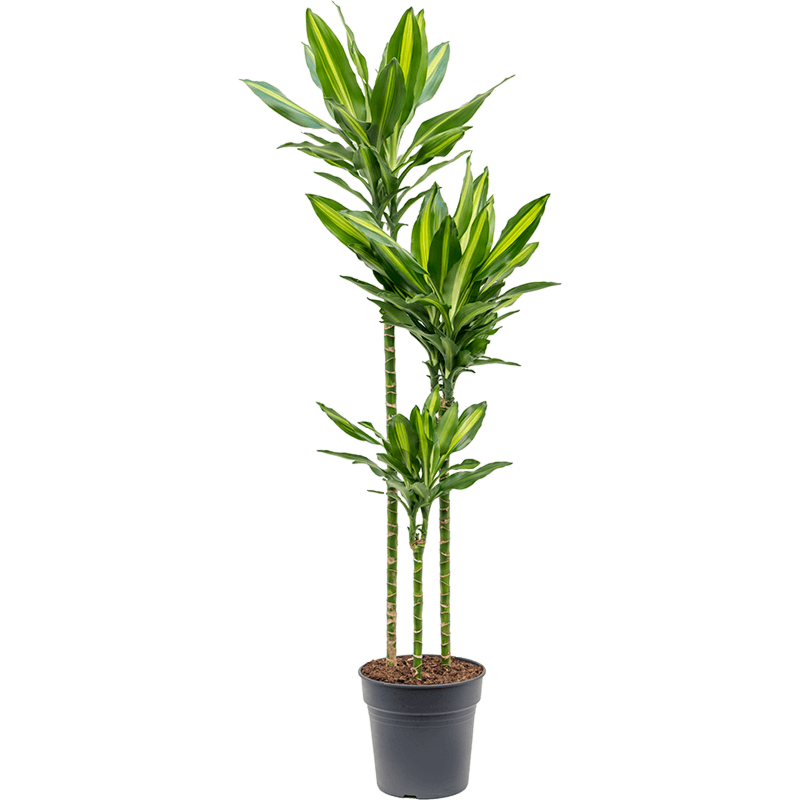 Dracaena fragrans Cintho mooie kantoorplant