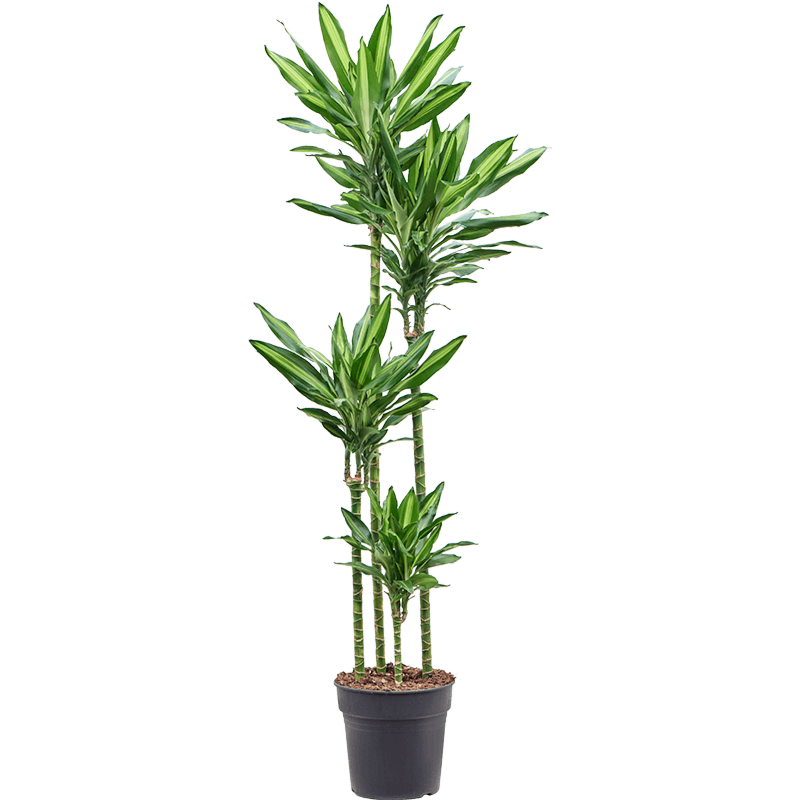 Dracaena fragrans 'Cintho'