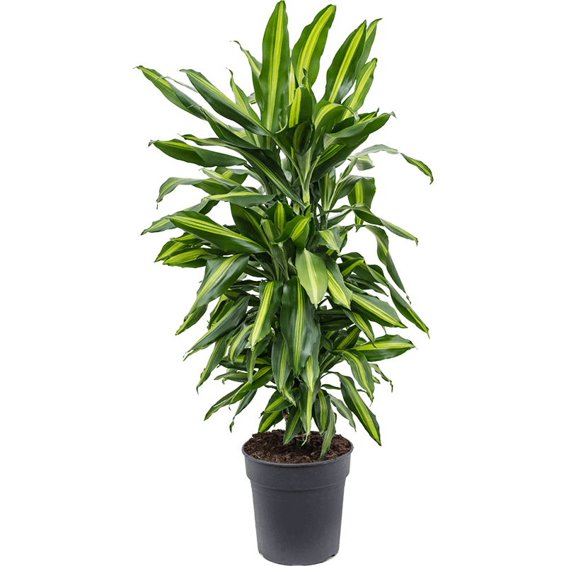 Dracaena fragrans Cintho makkelijke kantoorplant