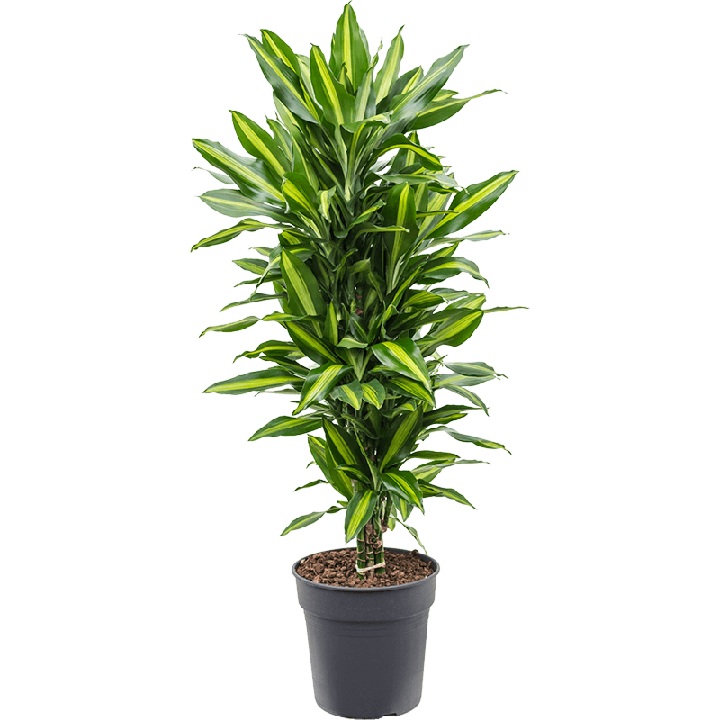 Dracaena fragrans cintho, makkelijk te onderhouden