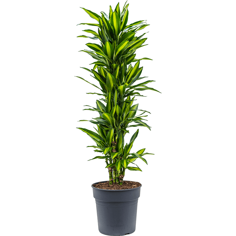 Dracaena fragrans cintho, kantoorplant