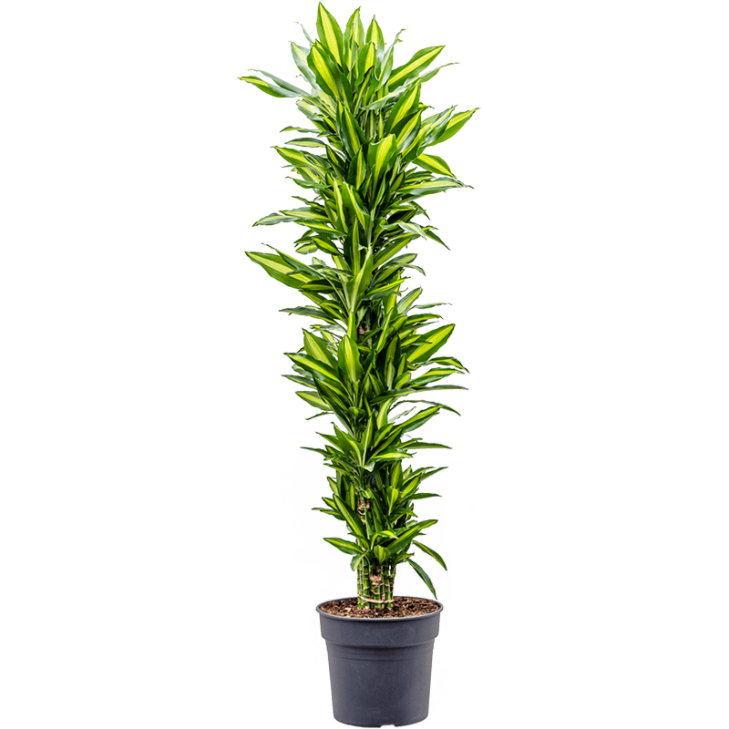 Dracaena fragrans cintho, sterke kantoorplant