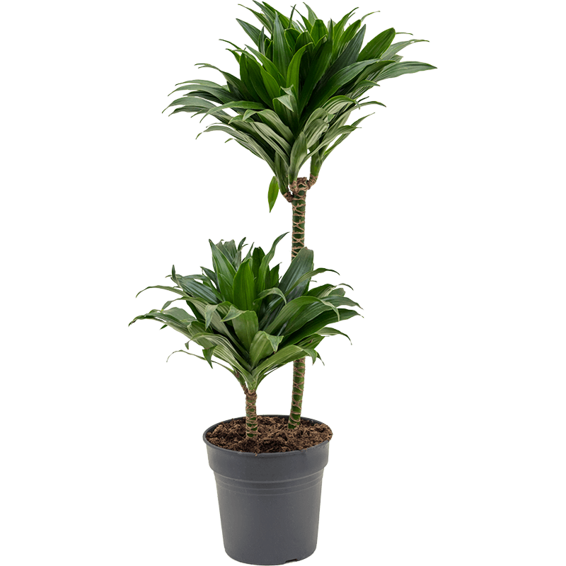 Dracaena fragrans compacta, top 10 kantoorplanten