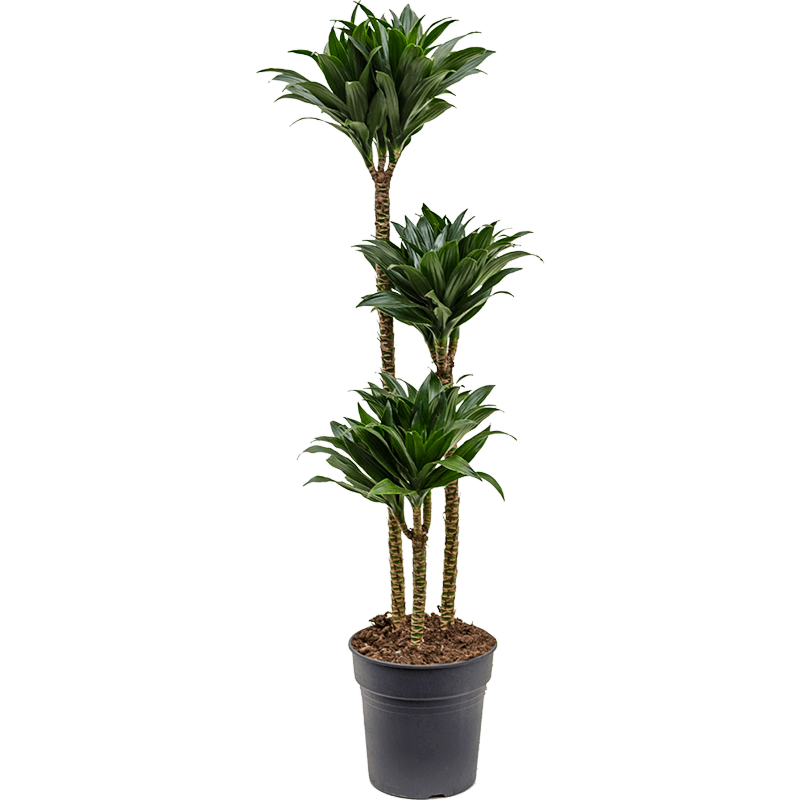 Dracaena fragrans 'Compacta'