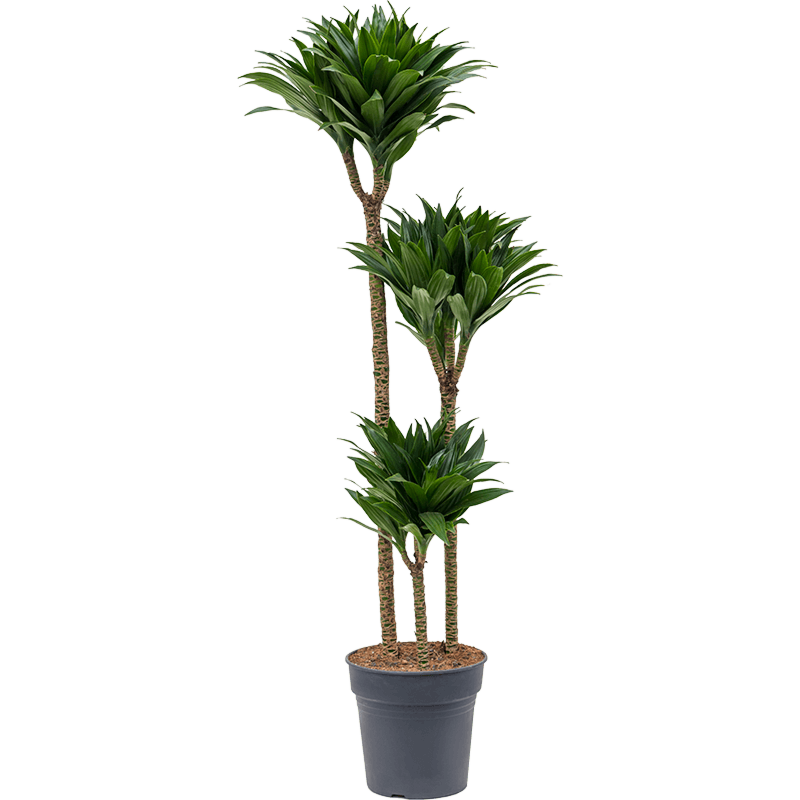 Dracaena fragrans compacta, sterke kantoorplant