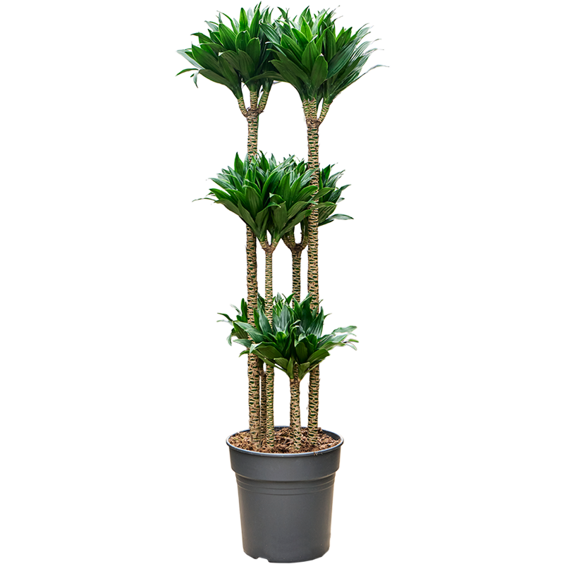 Dracaena fragrans compacta, top 10 kantoorplanten