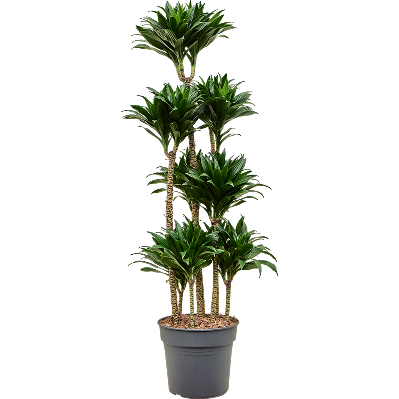 Dracaena fragrans compacta, sterke kantoorplant