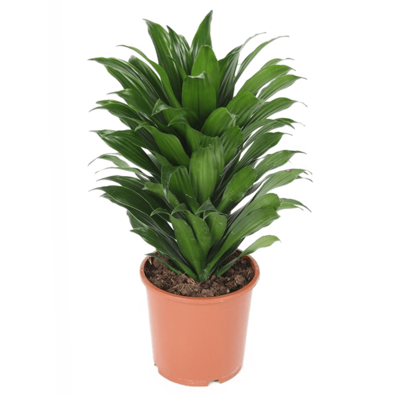 Dracaena compacta sterke kantoorplant