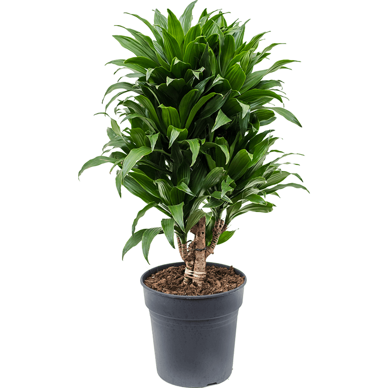 Dracaena fragrans 'Compacta'