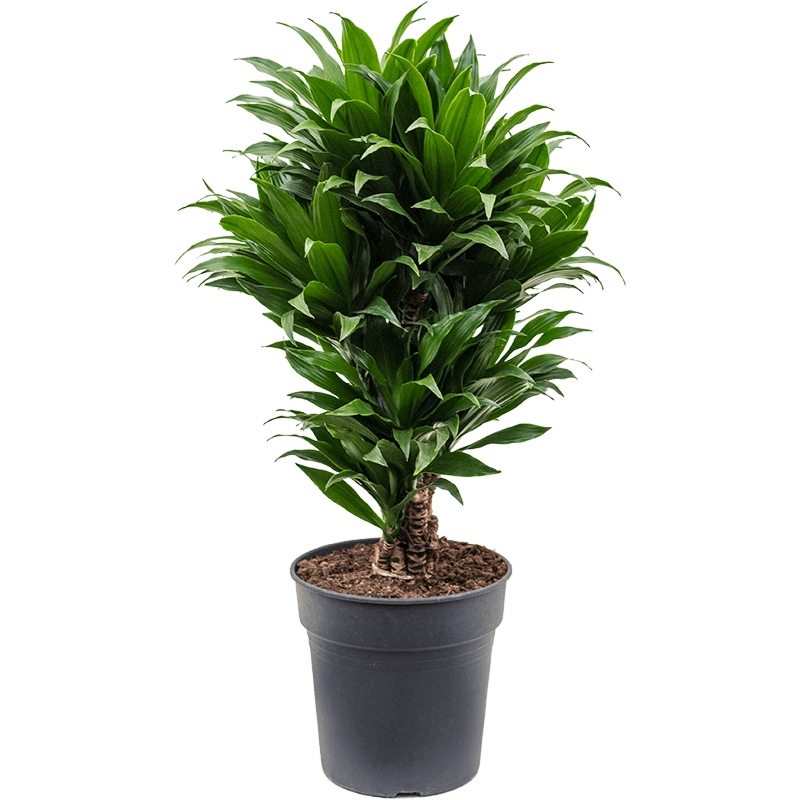 Dracaena fragrans compacta kantoorplant