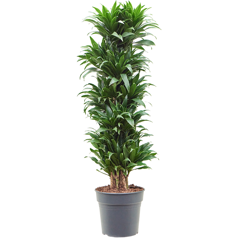 Dracaena fragrans 'Compacta'