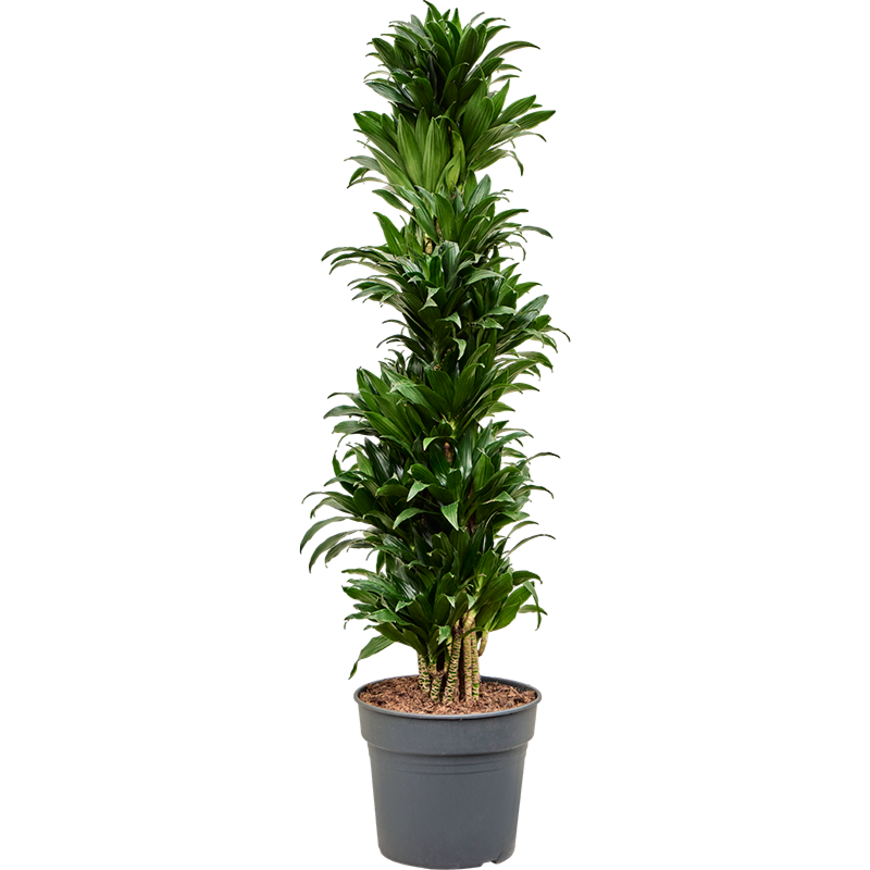 Dracaena fragrans compacta, sterke kantoorplant