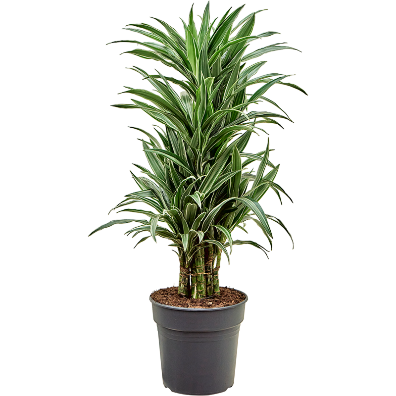 Dracaena deremensis 'Warneckei'
