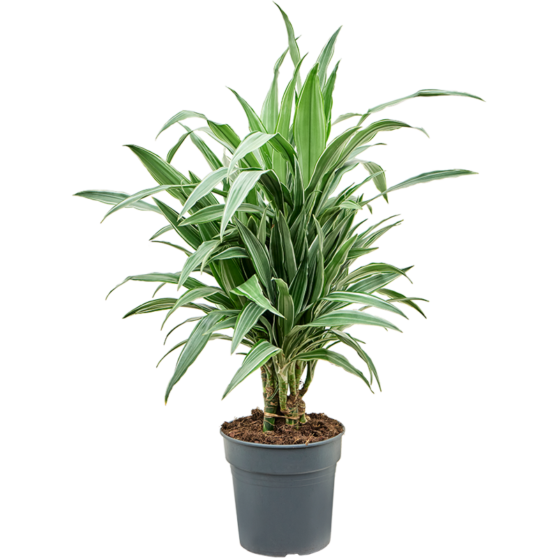 Dracaena deremensis 'Warneckei'