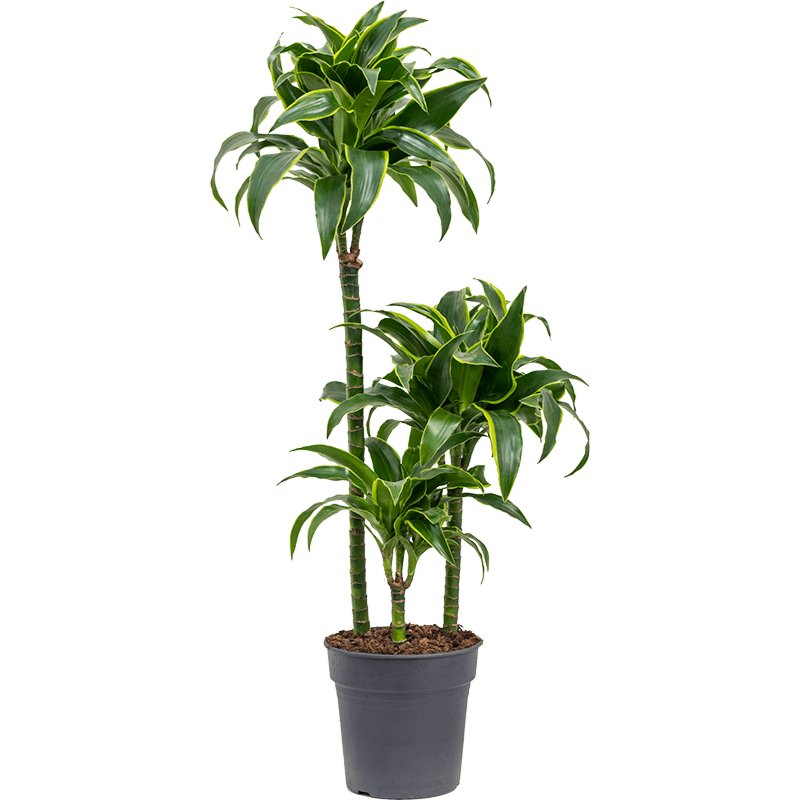 Dracaena fragrans dorado kantoorplant