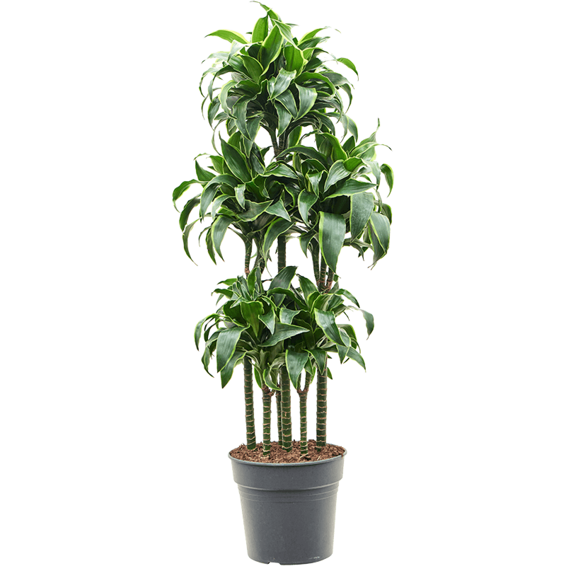Dracaena fragrans dorado sterke kantoorplant