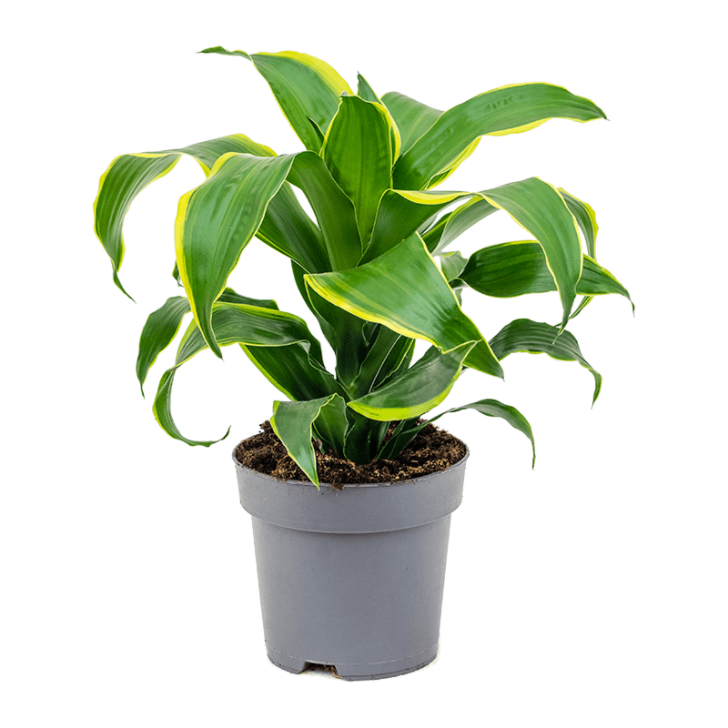 Dracaena fragrans dorado.  Kantoorplanten top 10