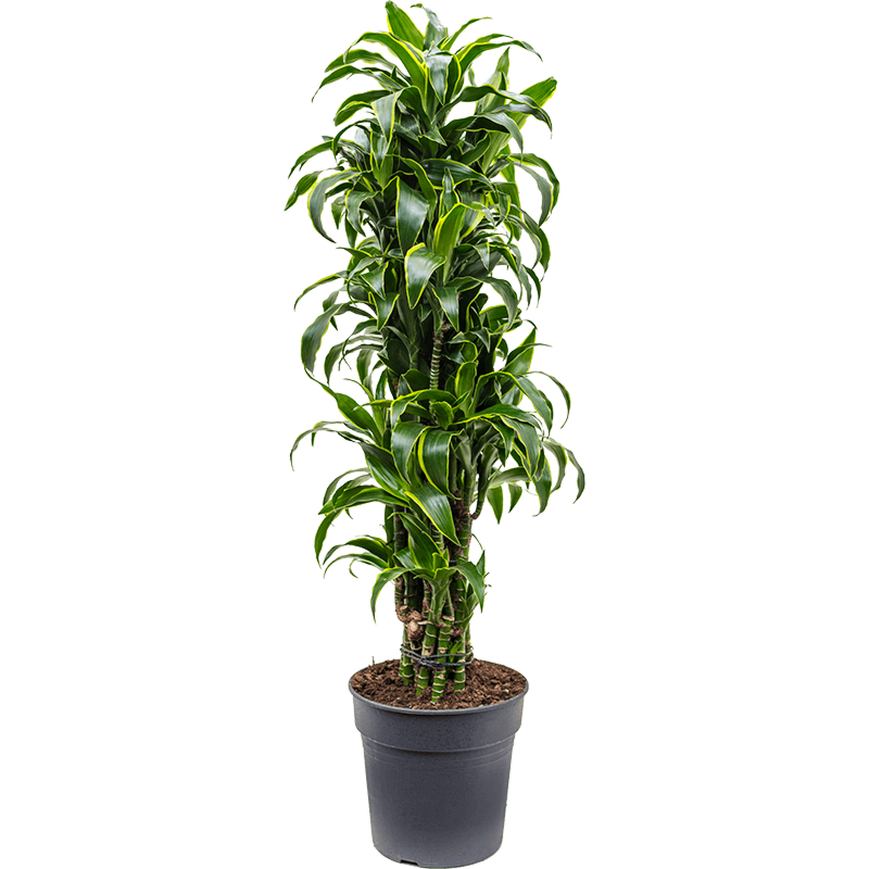 Dracaena fragrans dorado. Top 10 kantoorplanten