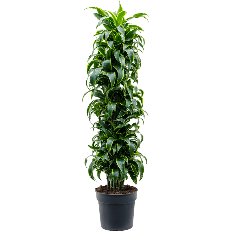 Dracaena fragrans dorado, sterke drakenbloed voor kantoor