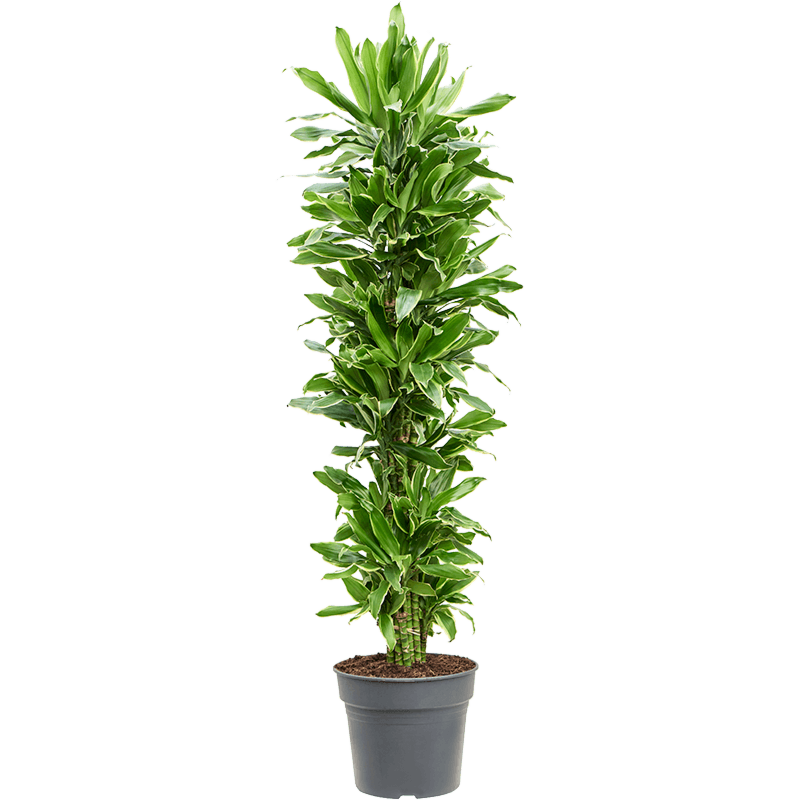 Dracaena fragrans 'Golden Coast'