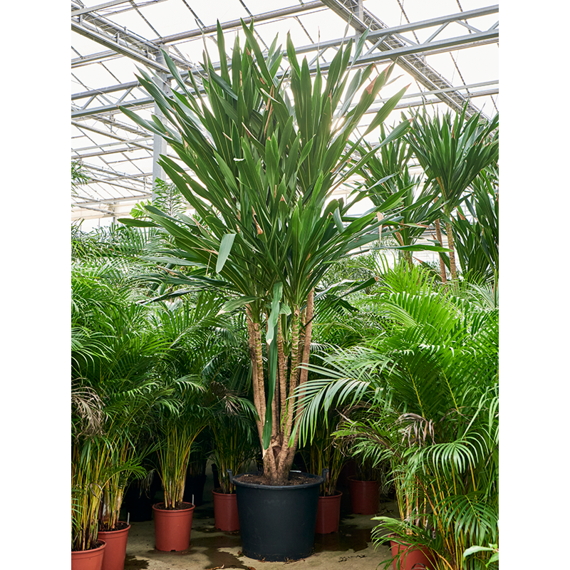 Dracaena gymea