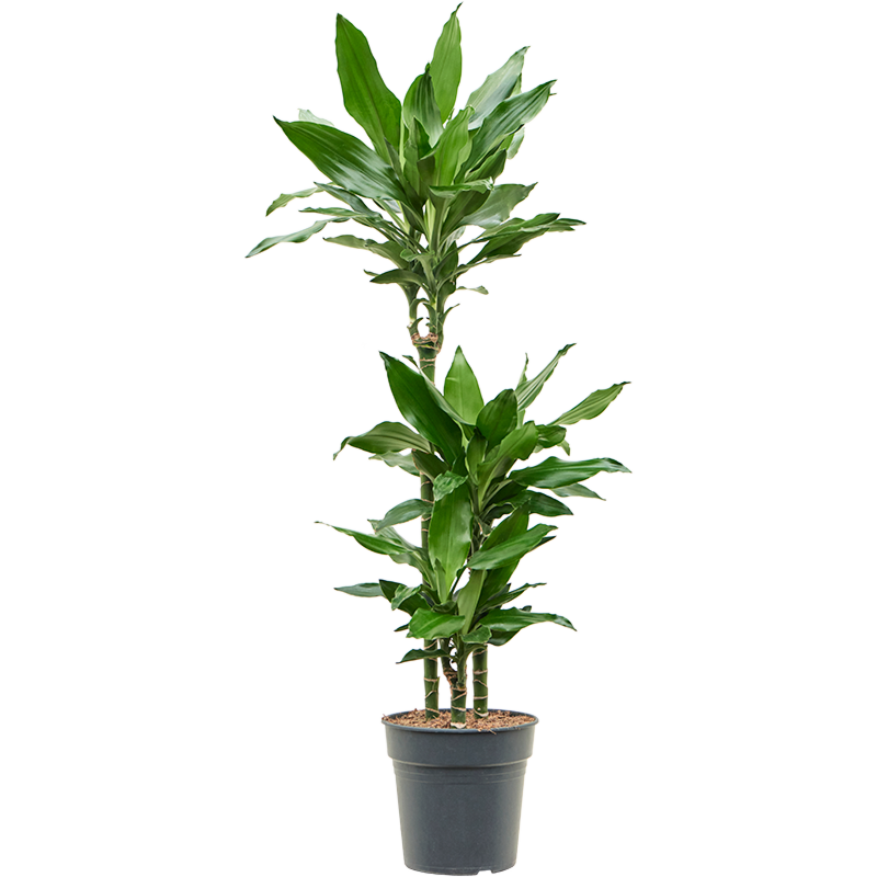 Dracaena fragrans burundii, makkelijke kantoorplant