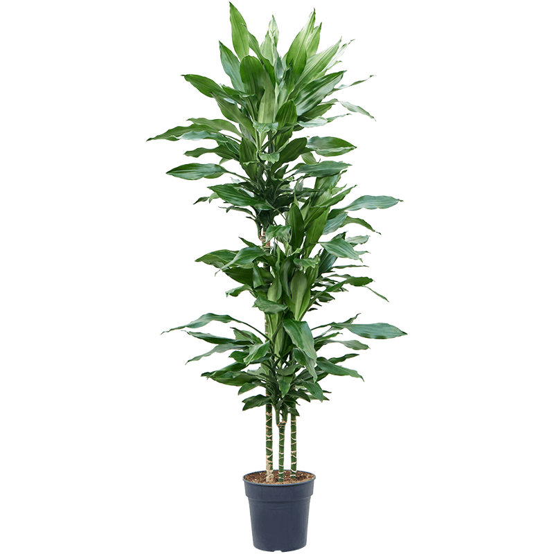 Dracaena fragrans 'Burundii'