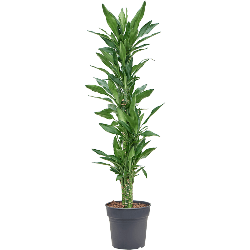 Dracaena fragrans 'Burundii'