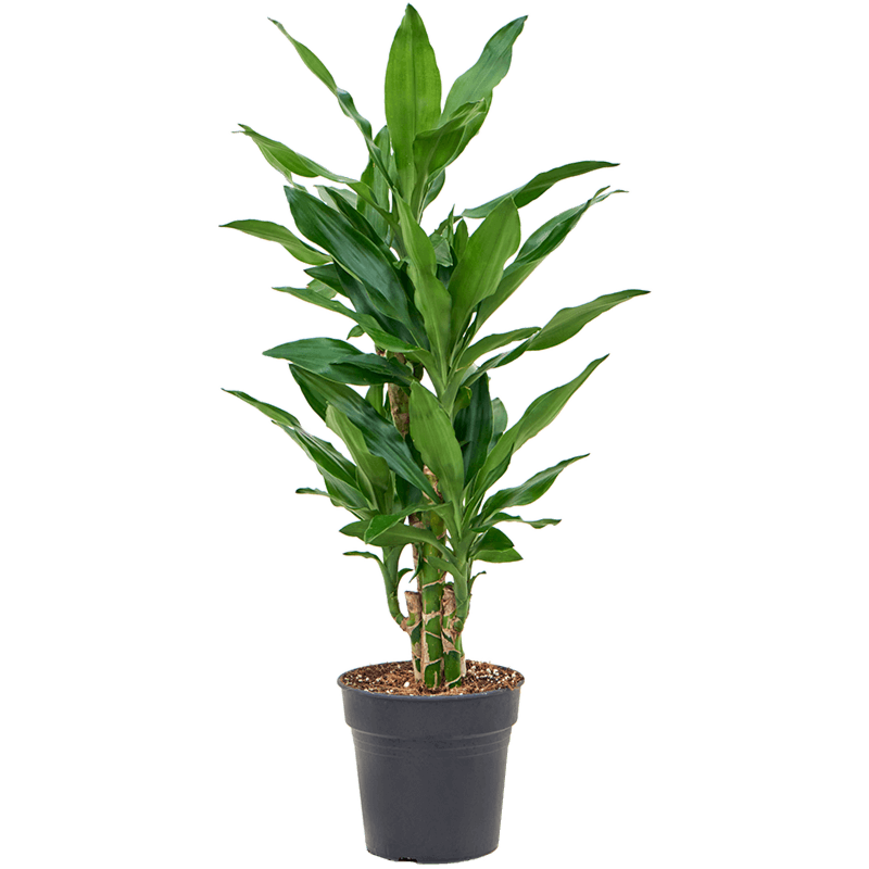 Dracaena fragrans 'Burundii'
