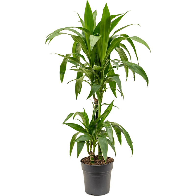 Dracaena fragrans 'Janet Craig'