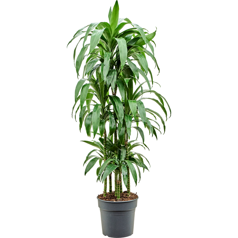 Dracaena fragrans 'Janet Craig'