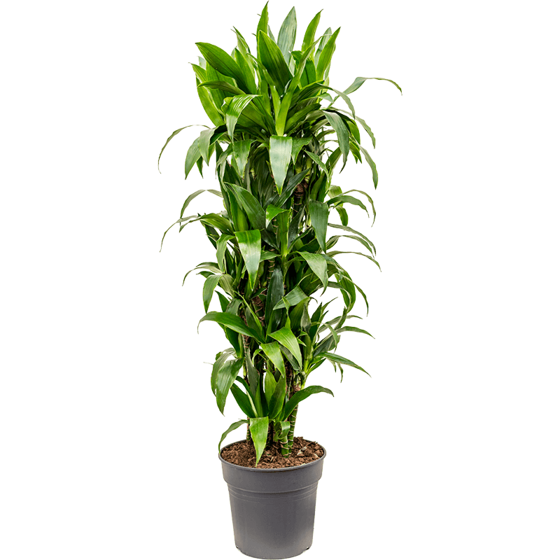 Dracaena fragrans 'Janet Craig'