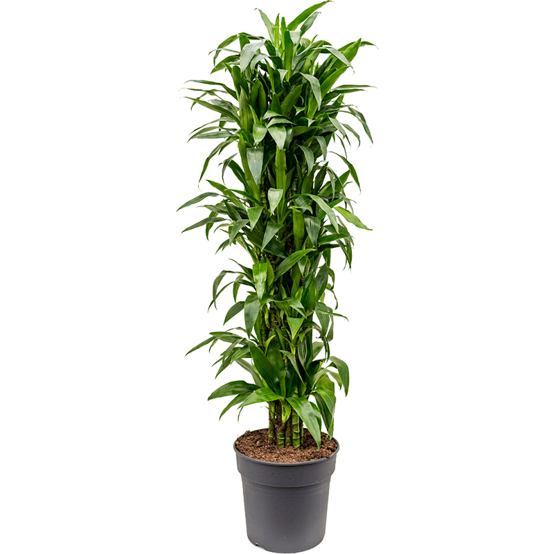 Dracaena fragrans 'Janet Craig'