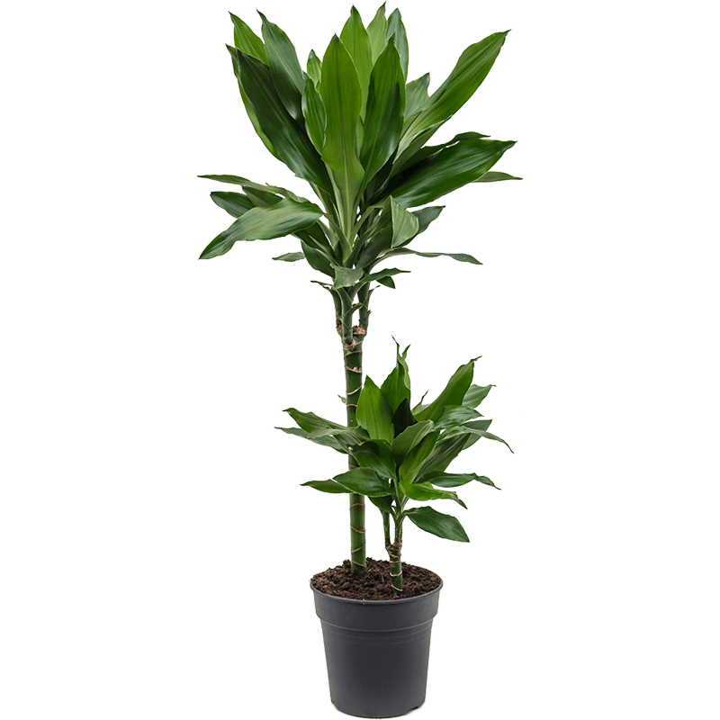 Dracaena fragrans 'Janet Lind'