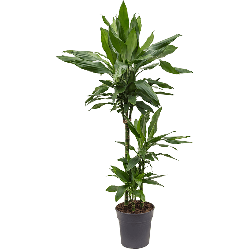 Dracaena fragrans 'Janet Lind'